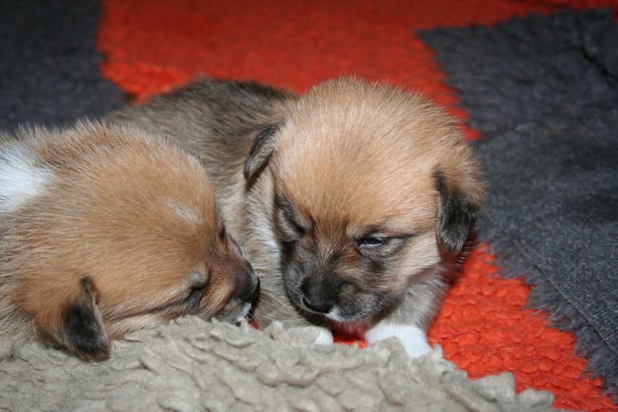 Puppies